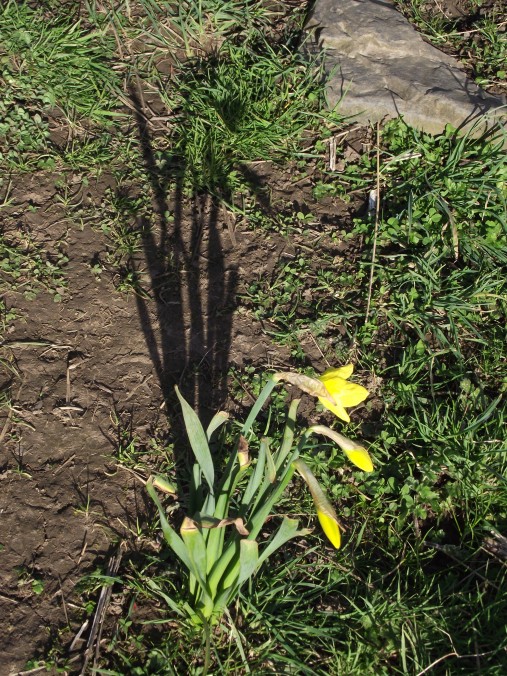 daffodil and shadow
